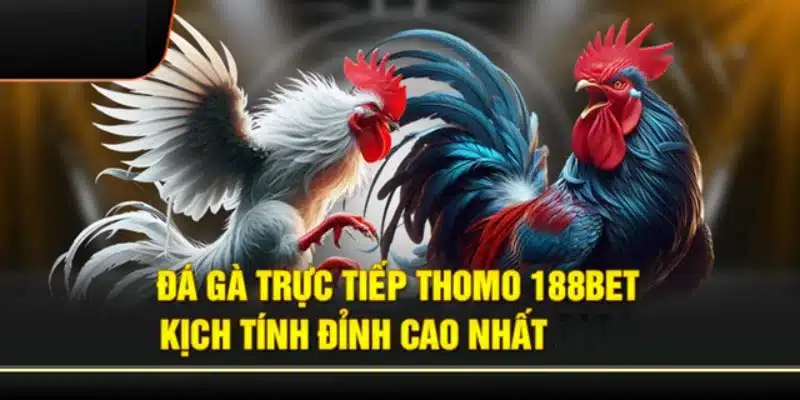 Đá gà Thomo là bộ môn cá cược được nhiều hội viên 188BET ưa chuộng